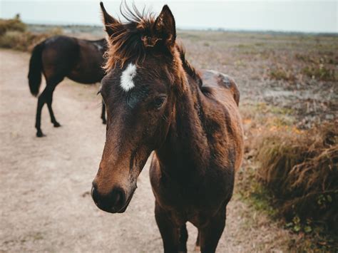 Markets for Conservation: Reining in the Wild Horse Crisis