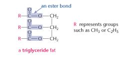 Seven Days per Week: STPM Biology Biological Molecules (Part 10)