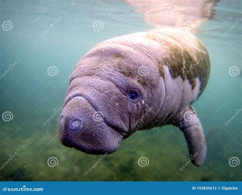 A Baby Manatee Swimming in Warm Springs in Crystal River, Florida. Stock Photo - Image of ...