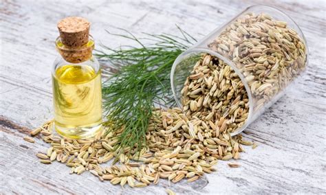 Fennel Oil – All Ingredients Plus