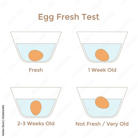 Vector illustration of egg freshness test. Instruction of testing eggs ...