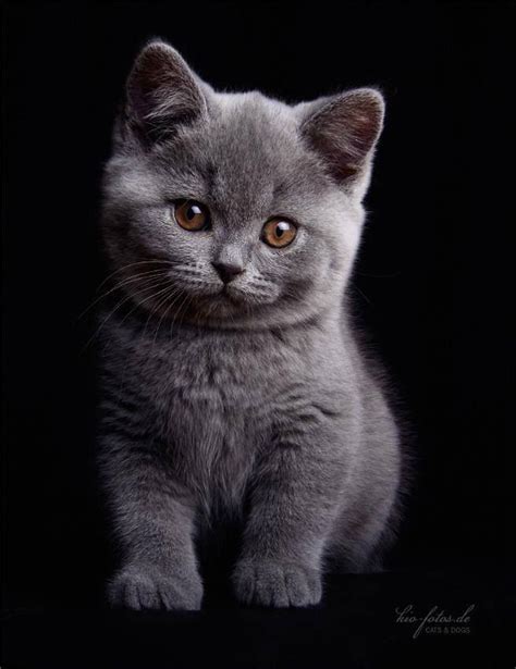 Pretty dark gray kitten | Kittens cutest, Grey kitten, Cats