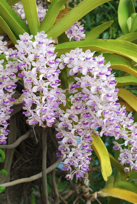 Rhynchostylis Orchids: Tips On Growing Foxtail Orchid Plants