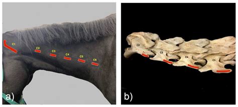 Animals | Free Full-Text | A Radiographic Technique for Assessment of Morphologic Variations of ...