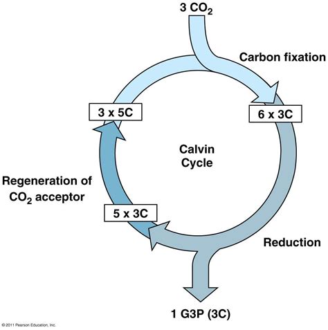 calvin cycle diagram simple - Google Search | Pearson education, Photosynthesis, Biology