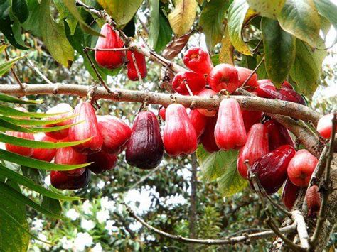 Tropical Taste of Hawaii: The Mouthwatering Mountain Apple | Jardins