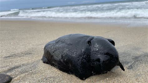 Worlds Largest Slug 10LBS California Sea Slug Washes Up on the Beach and it’s Alive! - YouTube