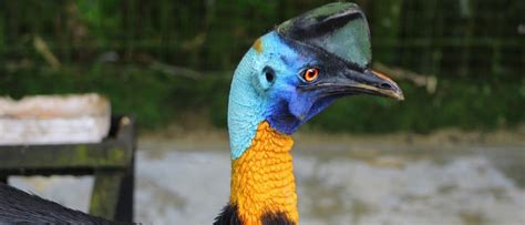 10 Incredible Cassowary Facts