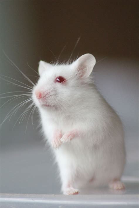 Albino Campbell Hamster - Rare and Beautiful