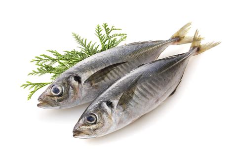 Frozen horse mackerel from Morocco - export import company