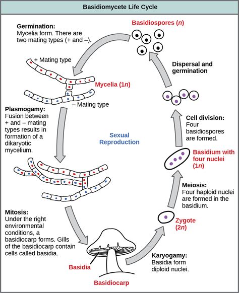 Classifications of Fungi | OpenStax Biology 2e