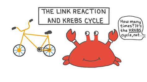 Krebs Cycle Animation