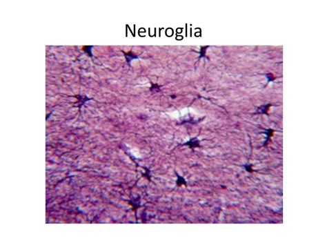 PPT - Histology: Muscle and Nervous Tissue PowerPoint Presentation - ID:2151174