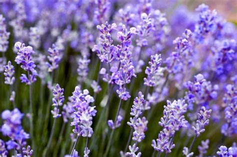 Ý nghĩa hoa Lavender? 3 loại hoa Lavender phổ biến nhất hiện nay - Vua Nệm