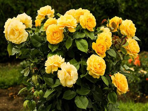 Floribunda Roses - Schwartz Greenhouse