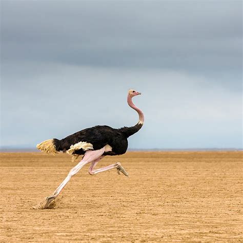 ostrich - Animal Stock Photos - Kimballstock