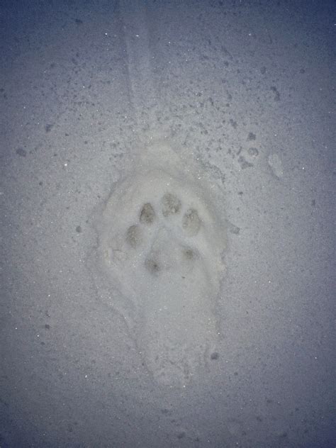 A Colorado Hunter's Life: Mountain Lion Tracks