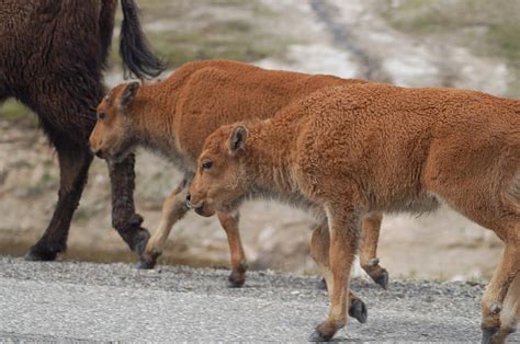 Baby Buffalo Photograph by Lucy Bounds