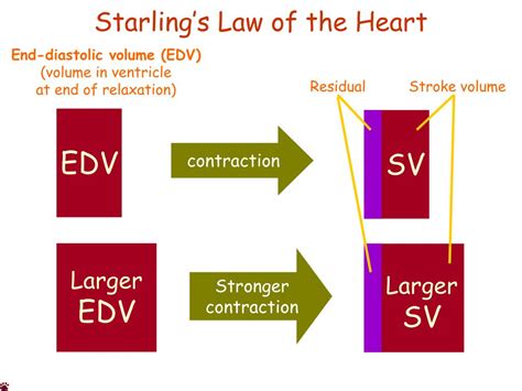 PPT - Starling’s Law of the Heart PowerPoint Presentation - ID:765426