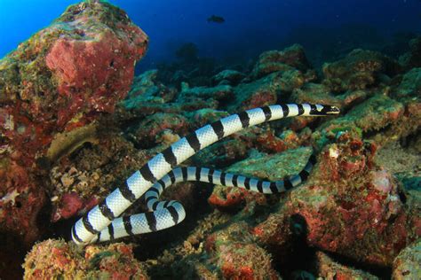 Classification of Sea Snakes - My Animals