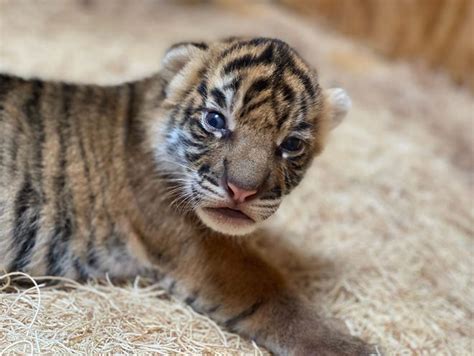 Memphis Zoo welcomes 2 tiger cubs. Take a look at the babies