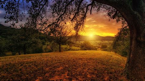 HD wallpaper: panorama, nature, sun, tree, dawn, aesthetic, landscape | Wallpaper Flare