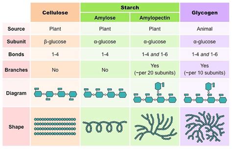 Homopolysaccharides. - Biochemistry - Notes - Teachmint