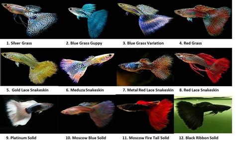 Keeping and breeding guppies - Google Search | Guppy, Guppy fish, Tropical fish tanks