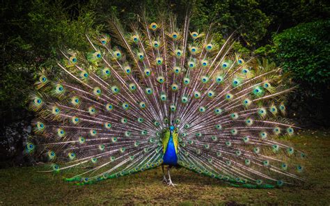 Peacock Wallpaper 4K, Green Grass, Beautiful