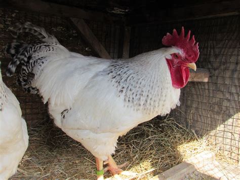 Delaware Chicken Thread! | BackYard Chickens - Learn How to Raise Chickens