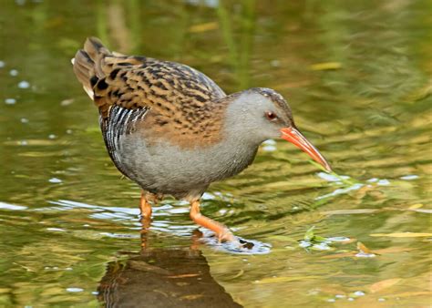 Water Rail | BirdForum