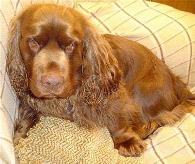 Sussex Spaniel Info, Temperament, Puppies, Pictures