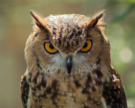 Download Animal Great Horned Owl Image