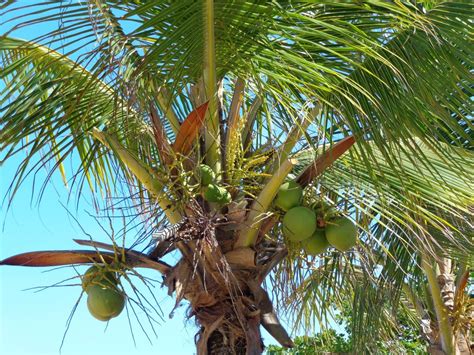 Free Images : beach, branch, fruit, flower, food, green, jungle, produce, botany, coco, tropics ...