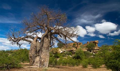 Why Limpopo is the best place to work | Careers24