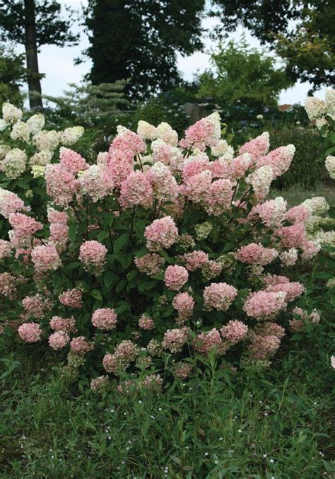 First Editions Strawberry Sundae Hydrangea | PlantsbyMail.c ...