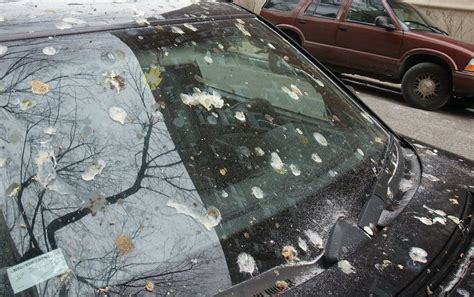 How to Remove Bird Poop from Your Car's Surface | Auto Detailing