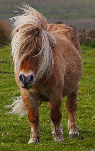 Welsh pony | Welsh pony, Horses, Pony