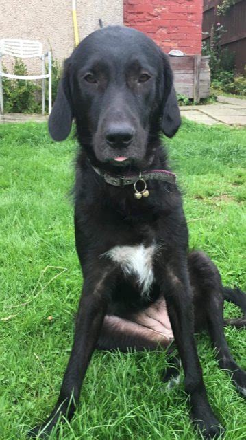 Lilith - 1 year old male Romanian Raven Shepherd Dog available for adoption