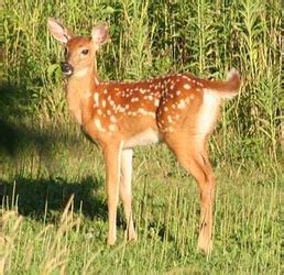 Wildlife - Temperate Deciduous Forest