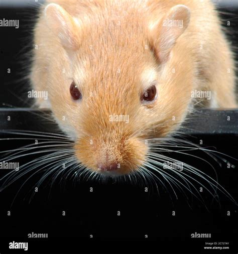 Square closeup shot of cute gerbil face. Animal portrait Stock Photo ...