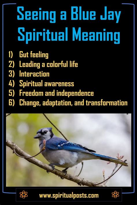 8 Spiritual Meanings of Seeing A Blue Jay & Symbolism | Spiritual Posts