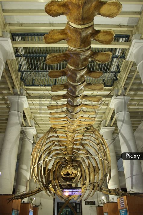 Image of Skeleton of Whale in Government Museum Chennai-BZ706525-Picxy