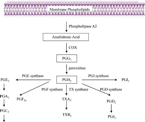 Figure 1 from Arachidonic Acid Metabolism and Its Implication on Head and Neck Cancer | Semantic ...