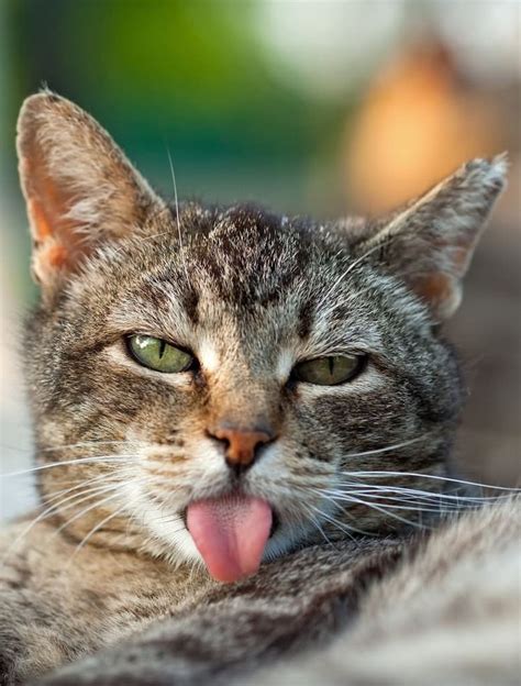 Cat-Showing-Tongue-Funny-Face-Picture.jpg 778×1,024 pixels | Cats, Silly cats, Funny animals