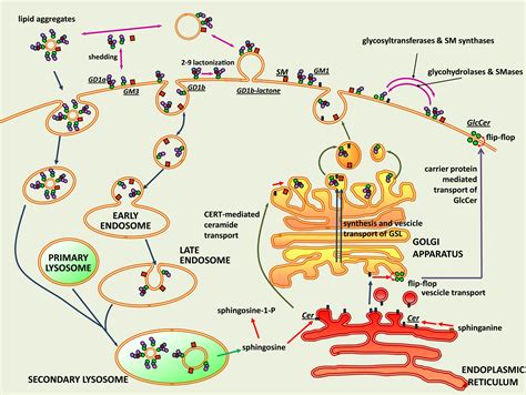 The role of sphingolipids in neuronal plasticity of the brain - Sonnino - 2016 - Journal of ...