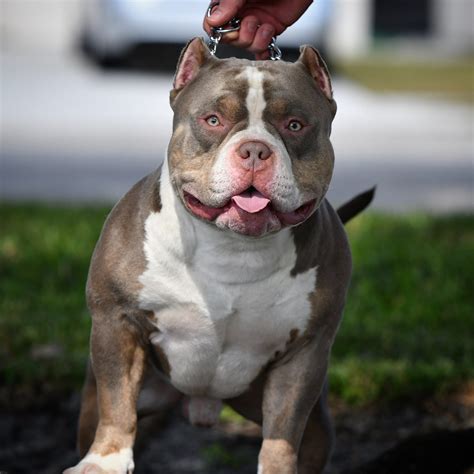 THE FLASHY TRI COLOR AMERICAN BULLY PUPPIES OF VENOMLINE