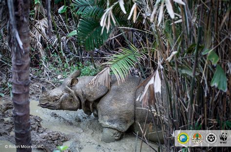 Jaw-dropping footage: conservationists catch Javan rhino in mud wallow