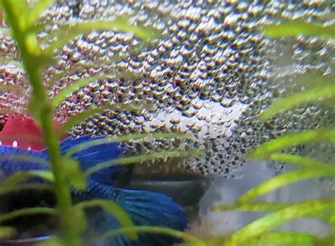 Why Do Bettas Make Bubble Nests? - Amazing Pets