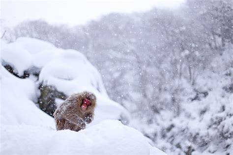 Snow Monkeys of Nozawa Onsen - Nozawa Holidays